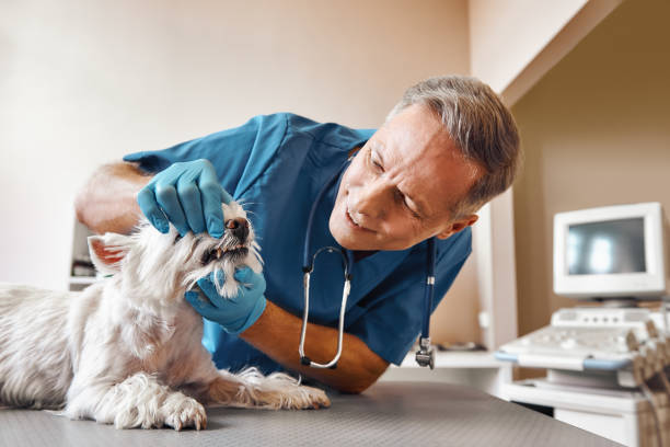 Best Emergency Dental Extractions in Grissom Af, IN
